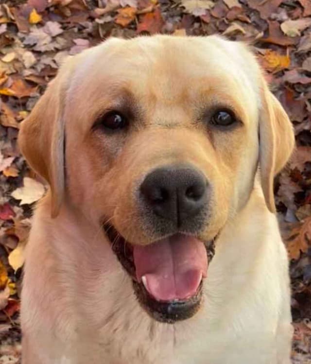 Labrador Retriever Puppies media 20