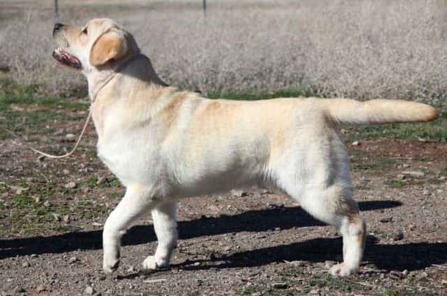 Labrador Retriever Puppies media 21
