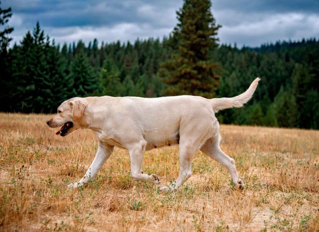 Labrador Retriever Puppies media 23