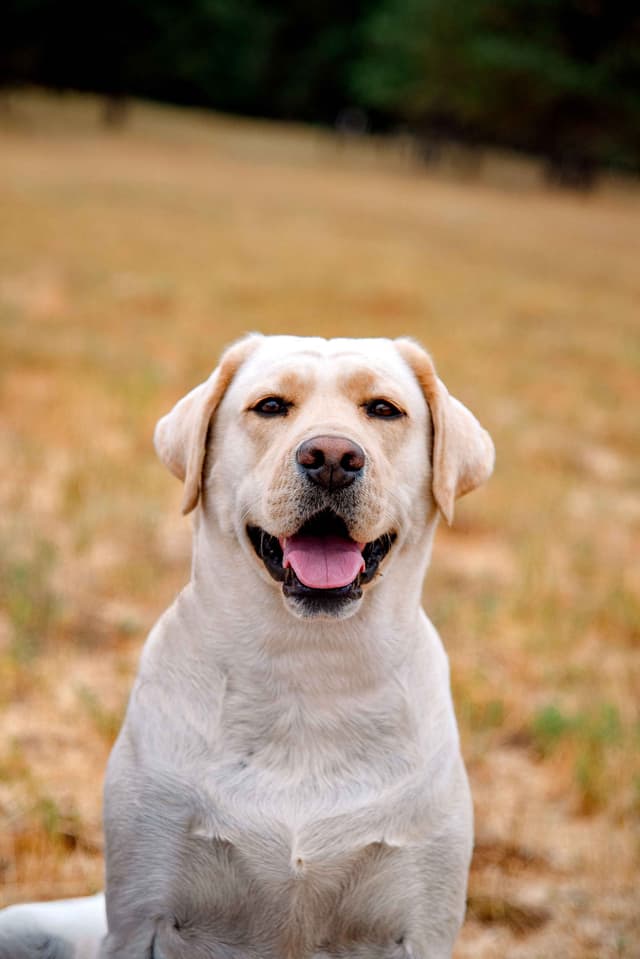 Labrador Retriever Puppies media 24