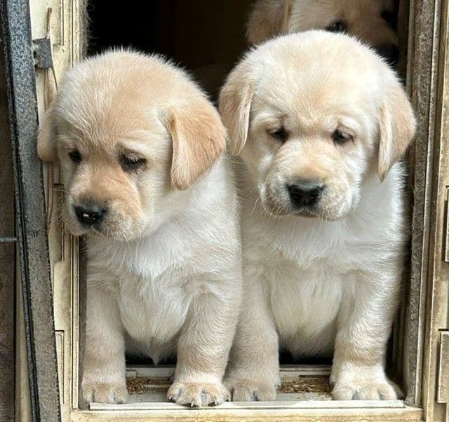 Labrador Retriever Puppies media 25