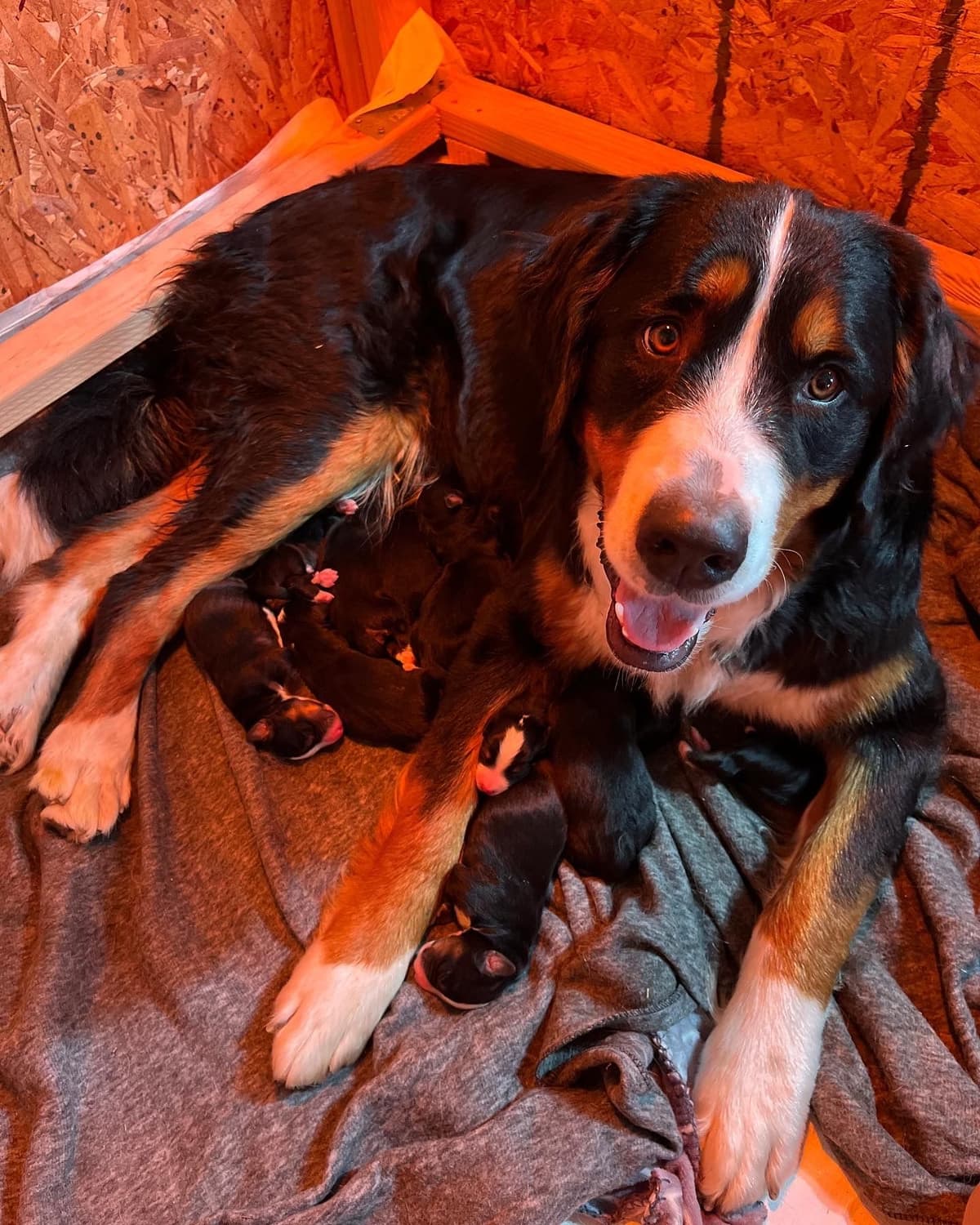 Bernese Mountain Dog Puppies breeder image 18