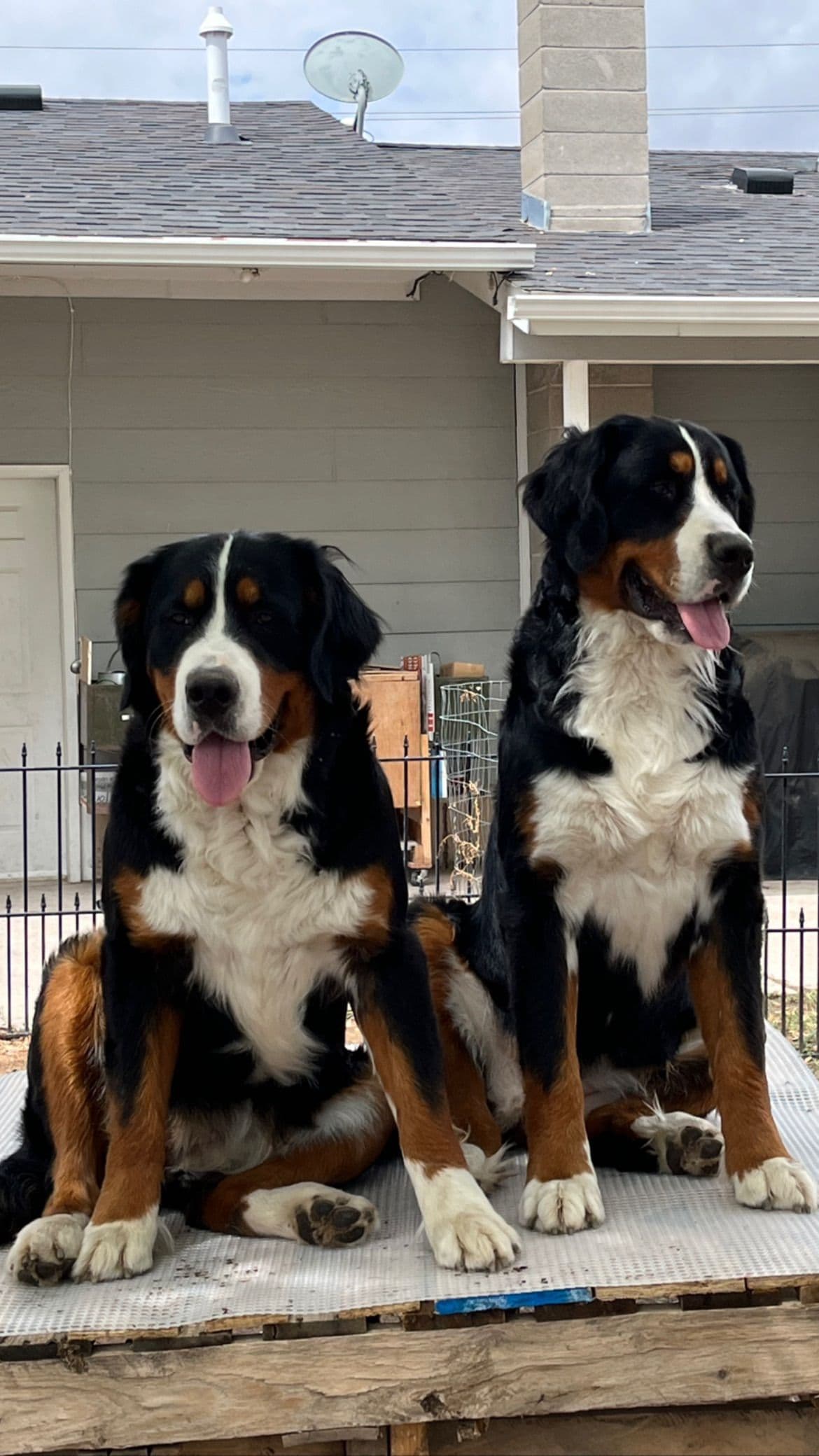 Bernese Mountain Dog Puppies breeder image 6