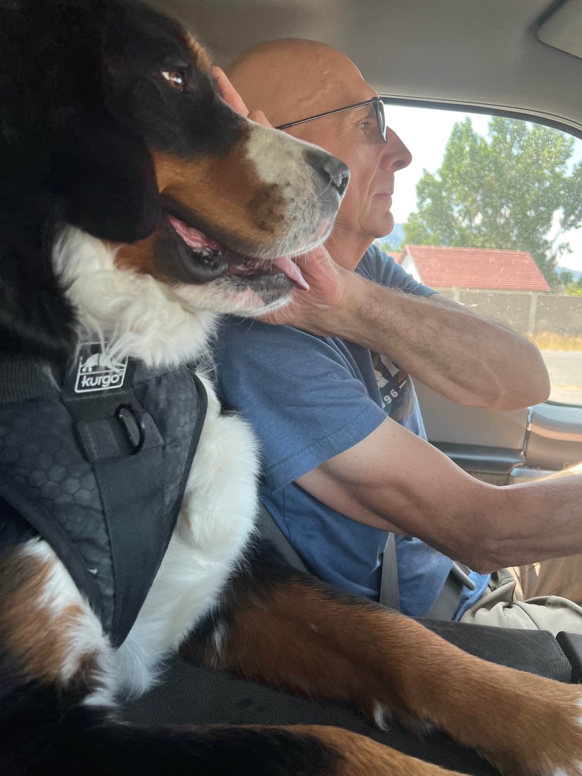 Bernese Mountain Dog Puppies breeder image 8