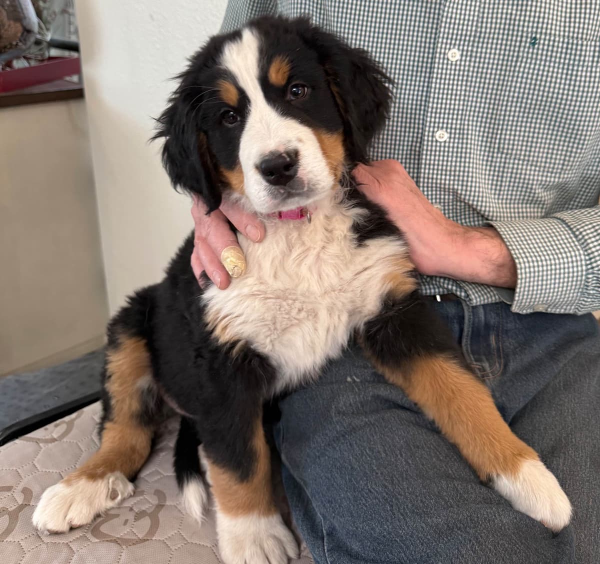 Bernese Mountain Dog Puppies breeder image 12