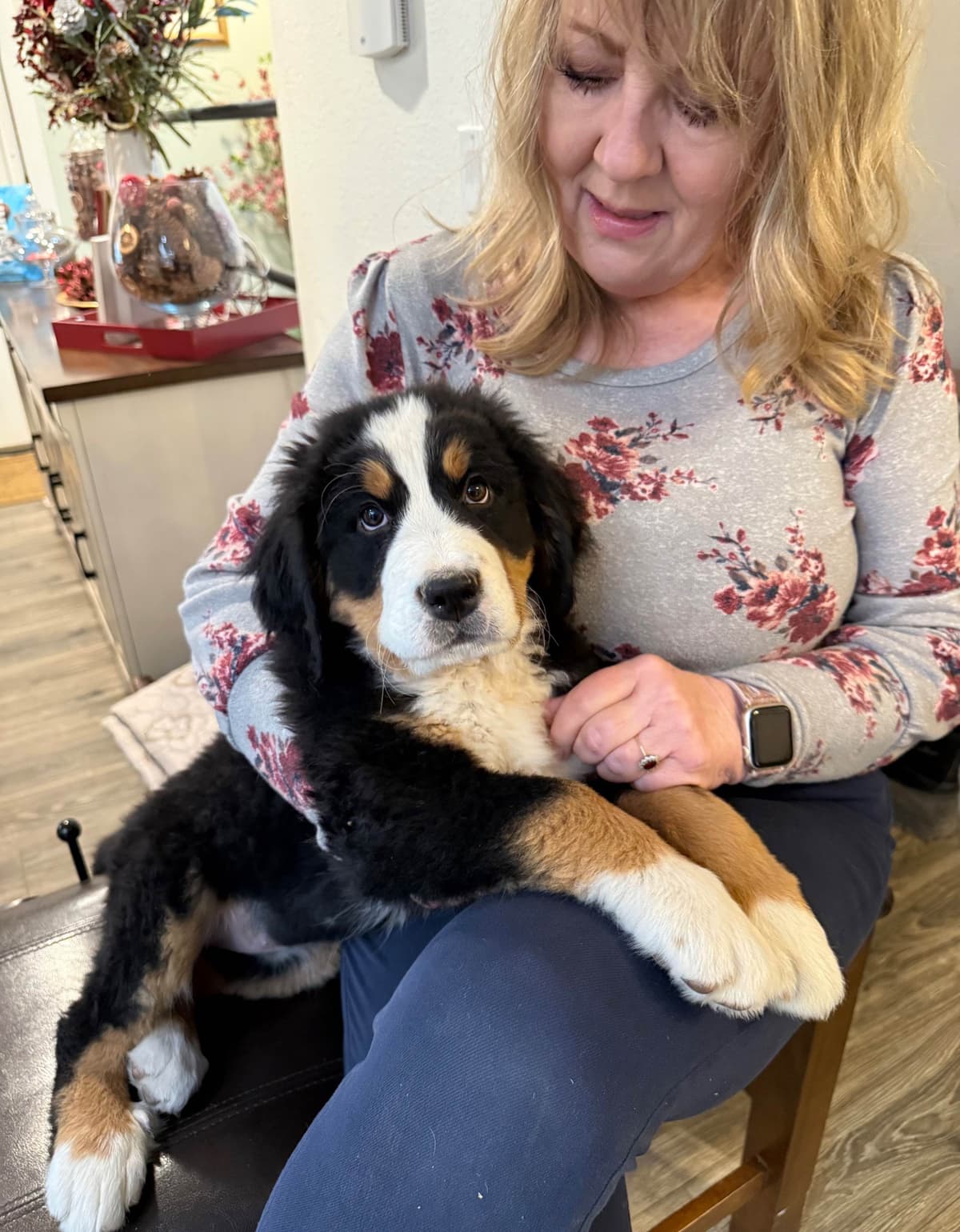 Bernese Mountain Dog Puppies breeder image 11