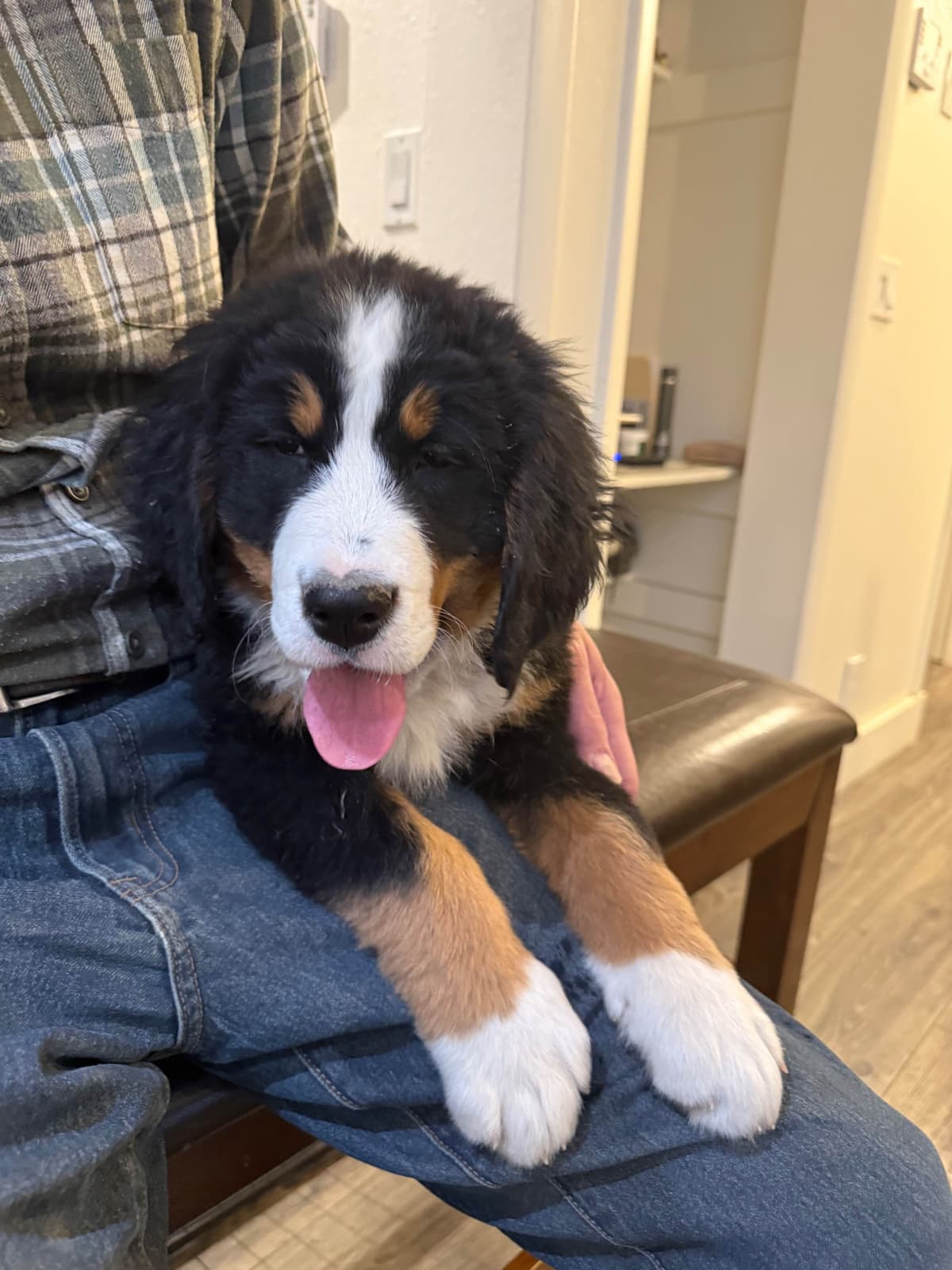Bernese Mountain Dog Puppies breeder image 9