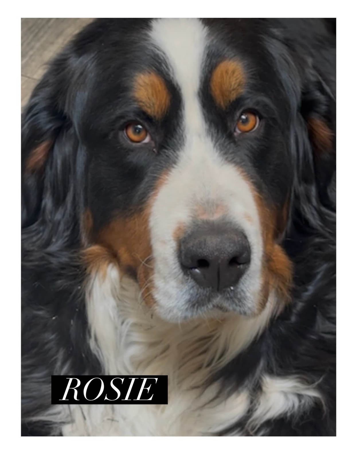 Bernese Mountain Dog Puppies breeder image 2