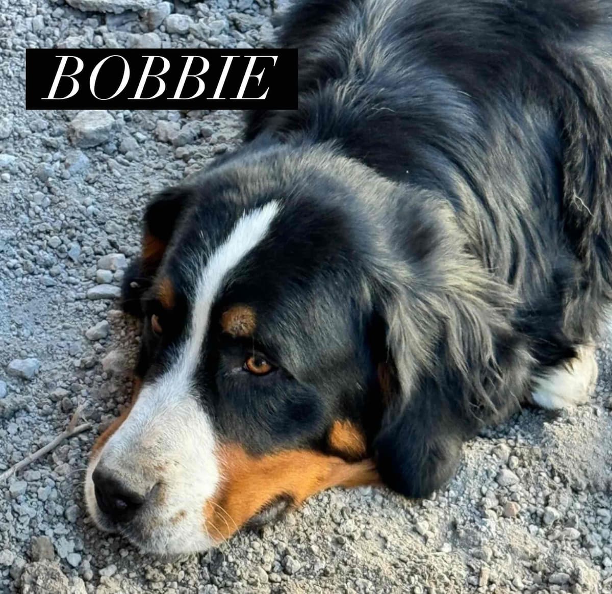 Bernese Mountain Dog Puppies breeder image 4