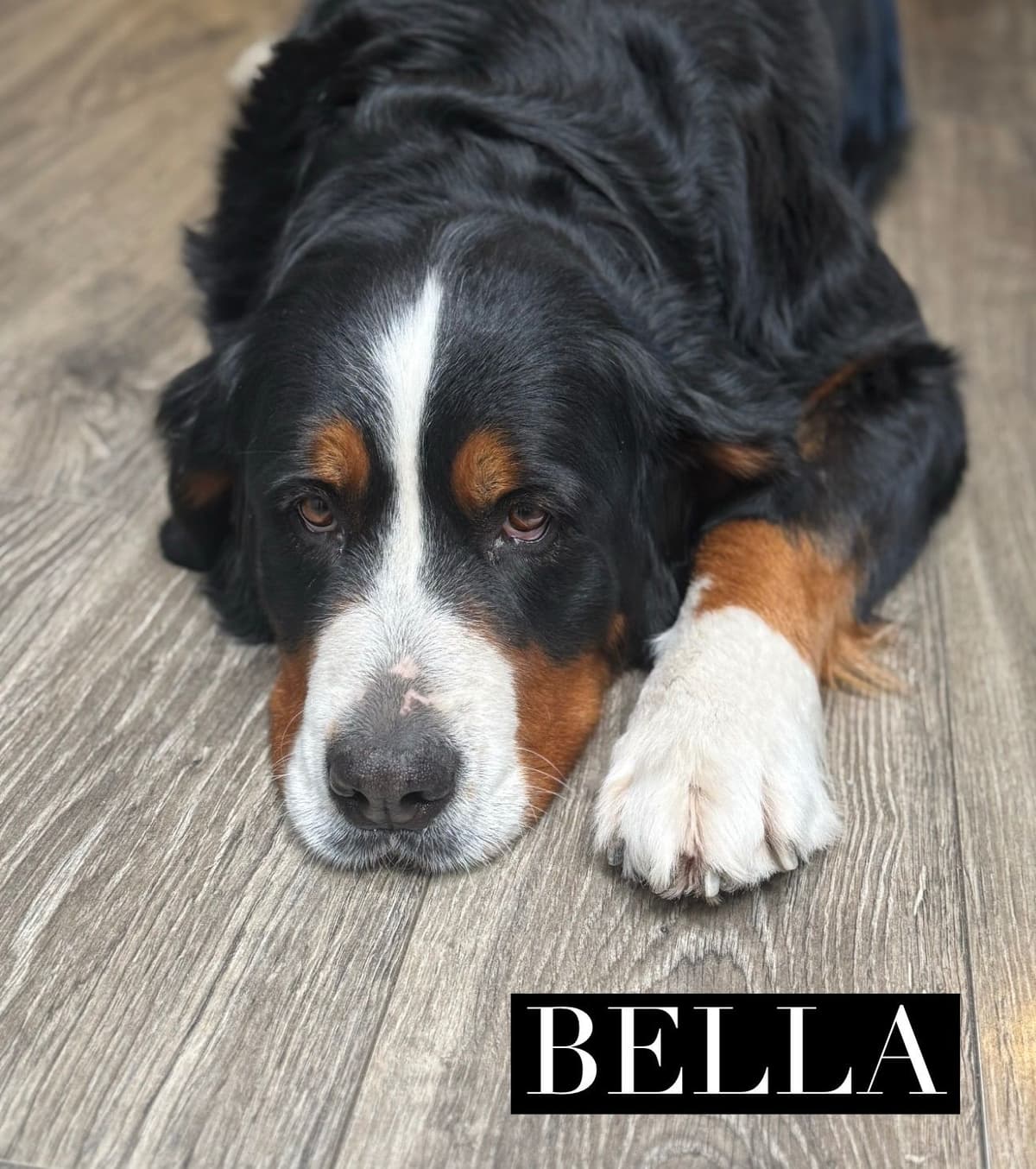 Bernese Mountain Dog Puppies breeder image 3