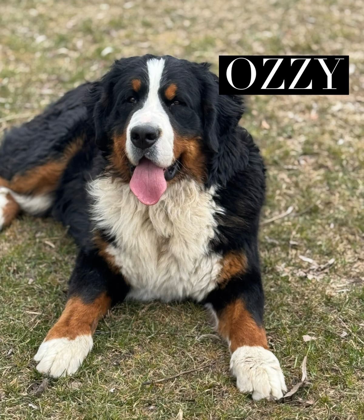Bernese Mountain Dog Puppies breeder image 5
