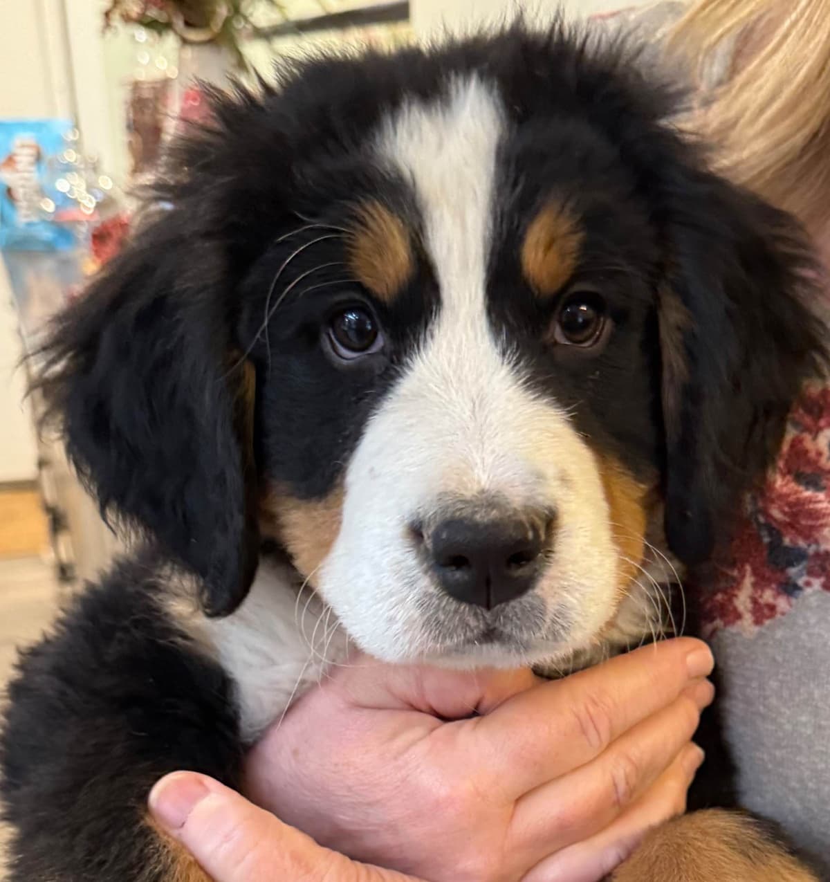 Bernese Mountain Dog Puppies breeder image 13
