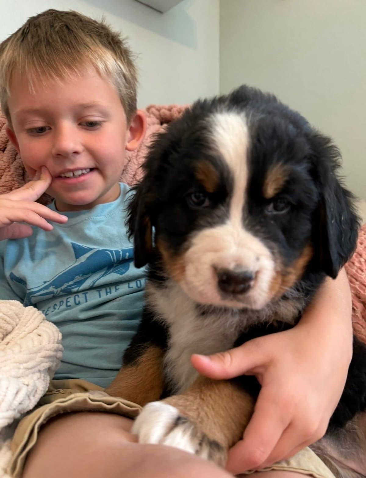 Bernese Mountain Dog Puppies breeder image 16