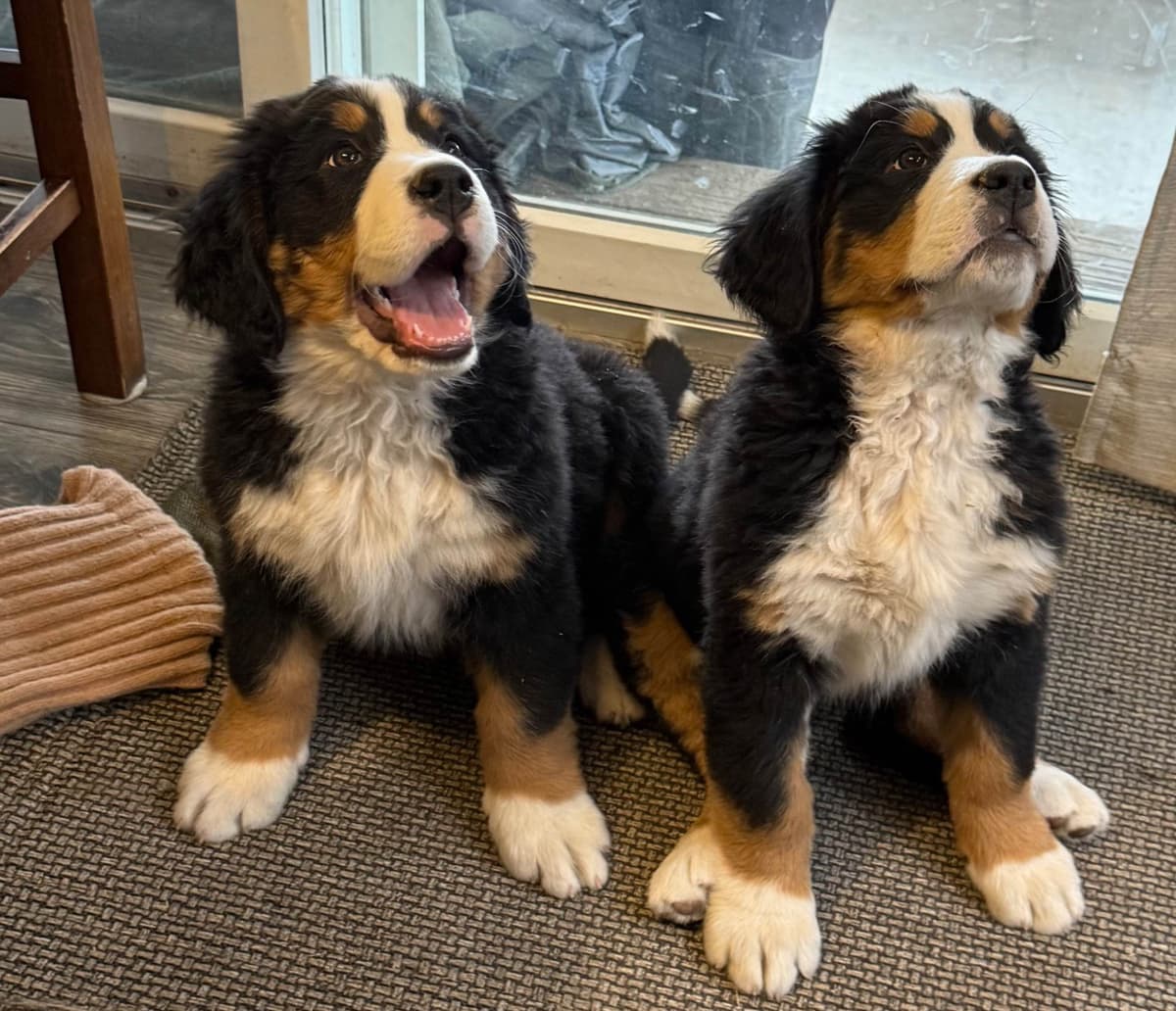 Bernese Mountain Dog Puppies breeder image 14