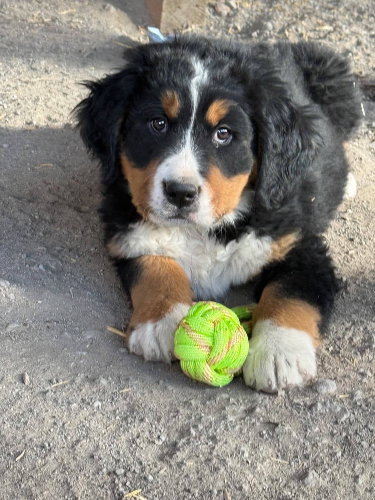 Bernese Mountain Dog Puppies breeder image 15