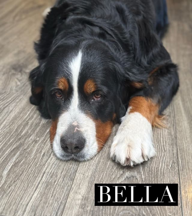 Bernese Mountain Dog Puppies media 2