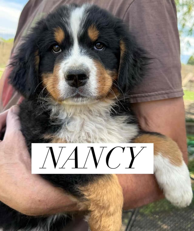 Bernese Mountain Dog Puppies media 3