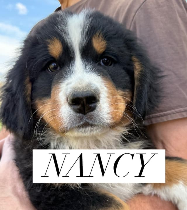 Bernese Mountain Dog Puppies media 4