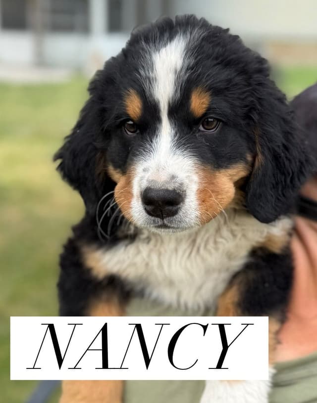 Bernese Mountain Dog Puppies media 5