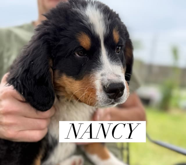 Bernese Mountain Dog Puppies media 6