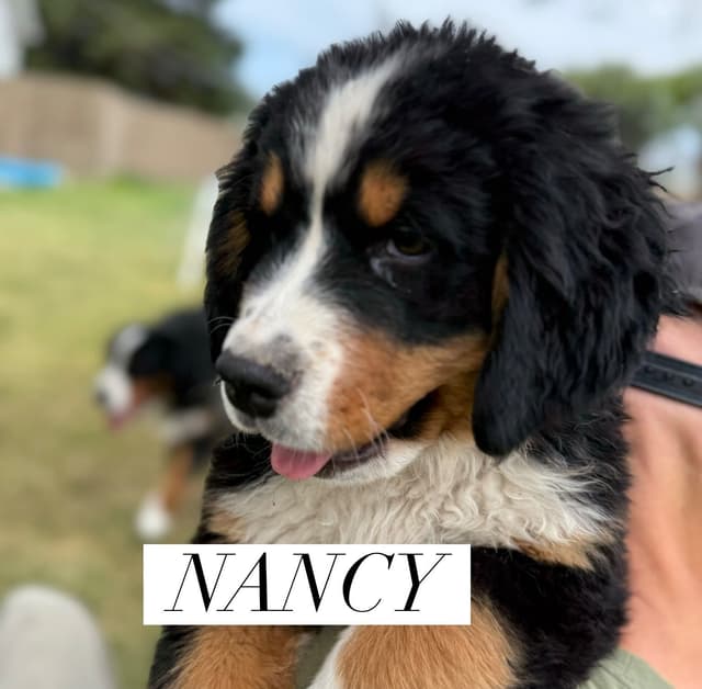 Bernese Mountain Dog Puppies media 7