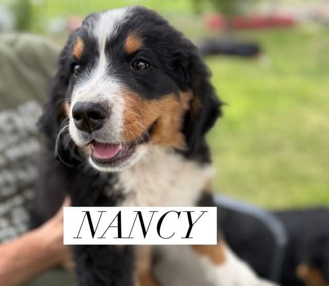 Bernese Mountain Dog Puppies media 8