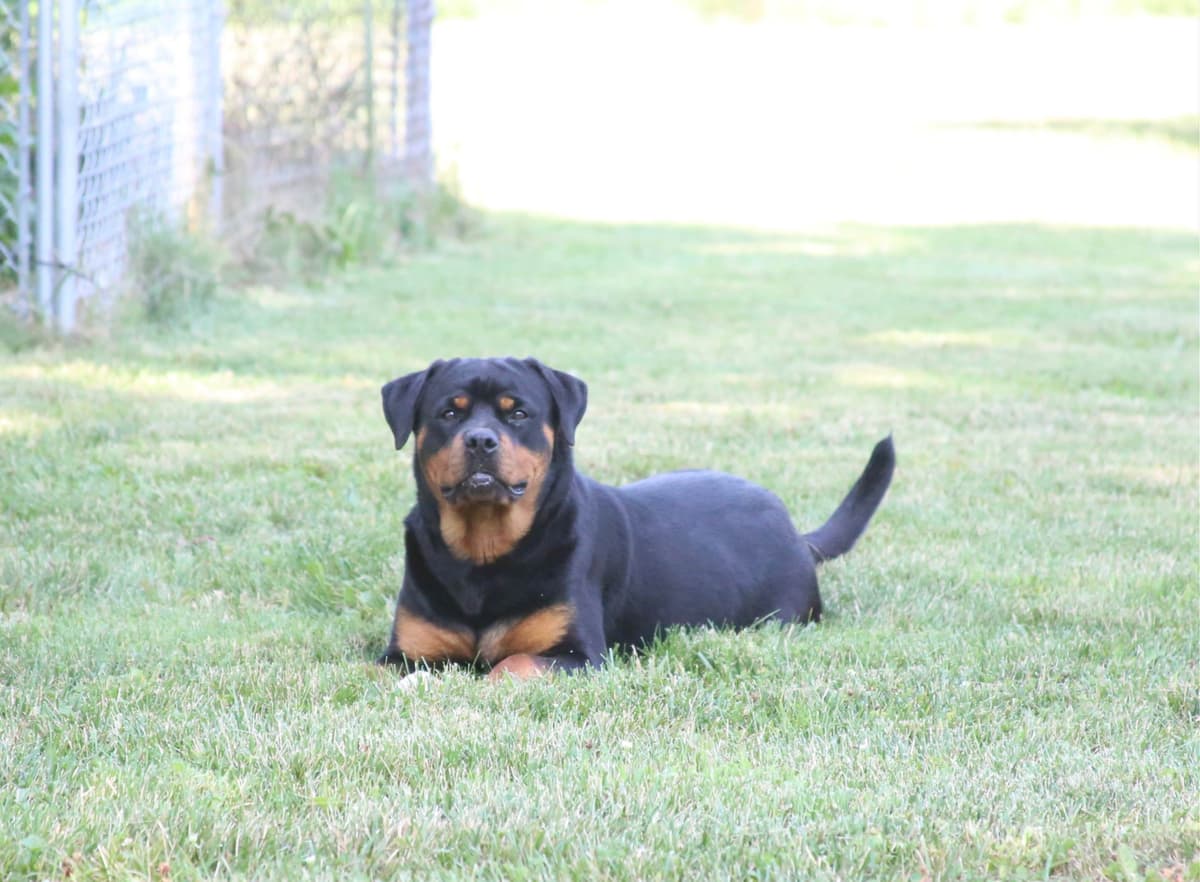 Rottweiler Puppies breeder image 12