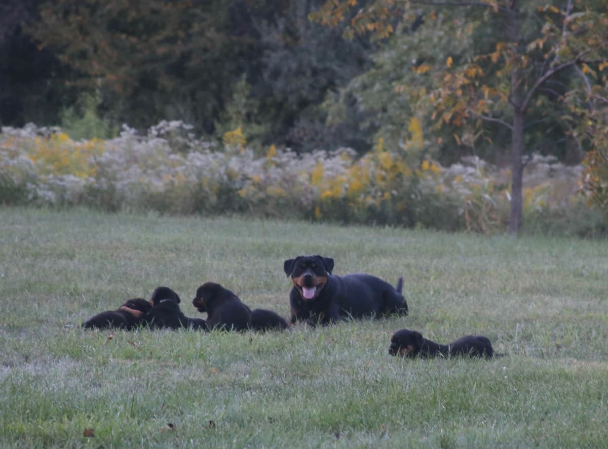 Rottweiler Puppies breeder image 14