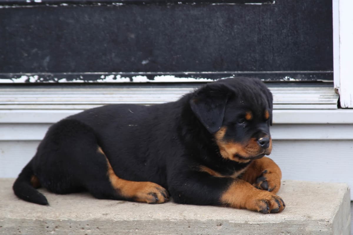 Rottweiler Puppies breeder image 4