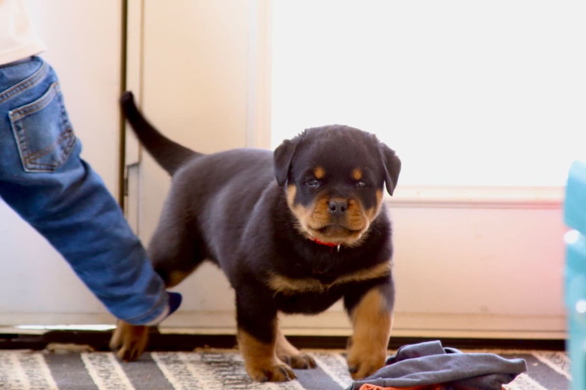 Rottweiler Puppies breeder image 6
