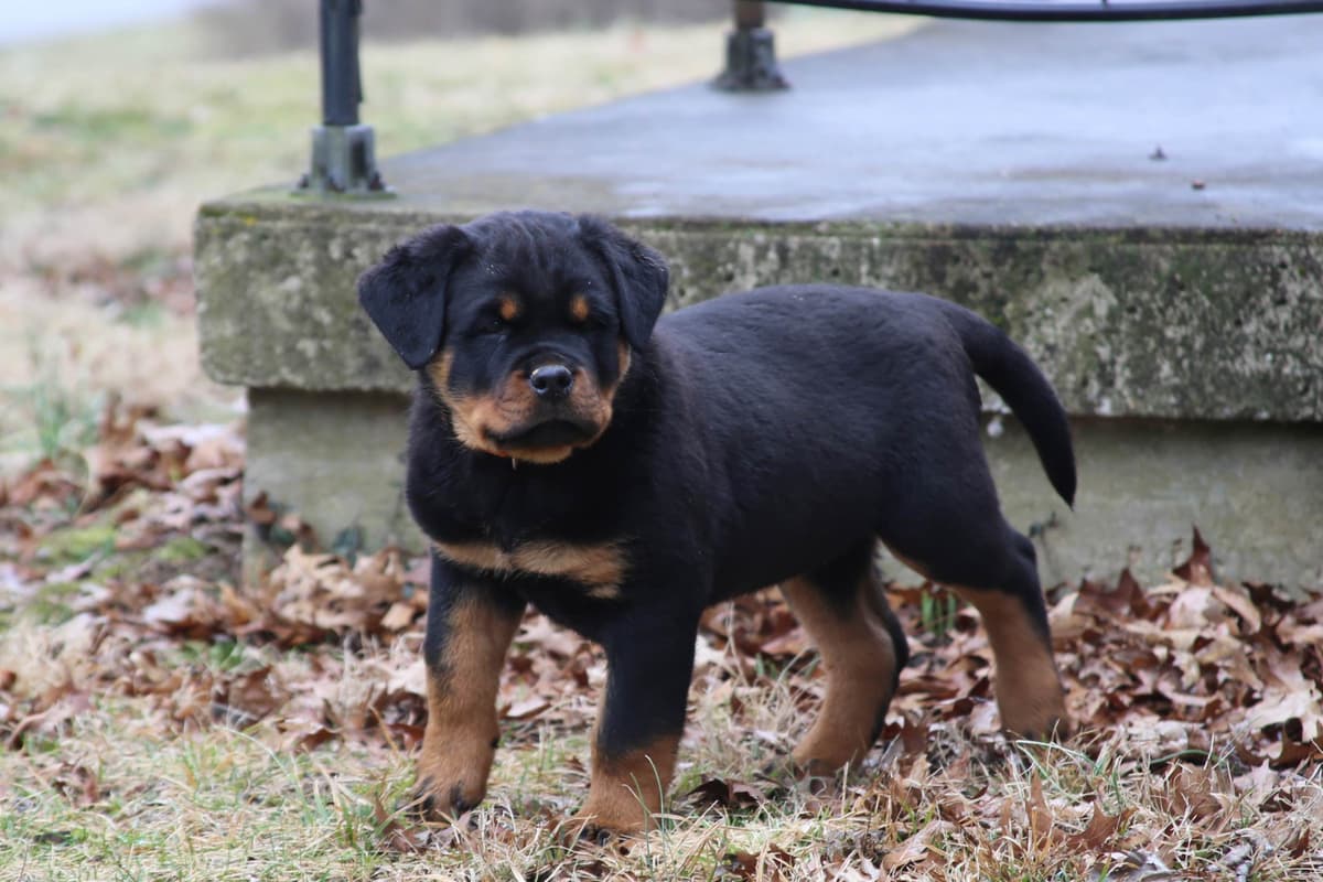 Rottweiler Puppies breeder image 7