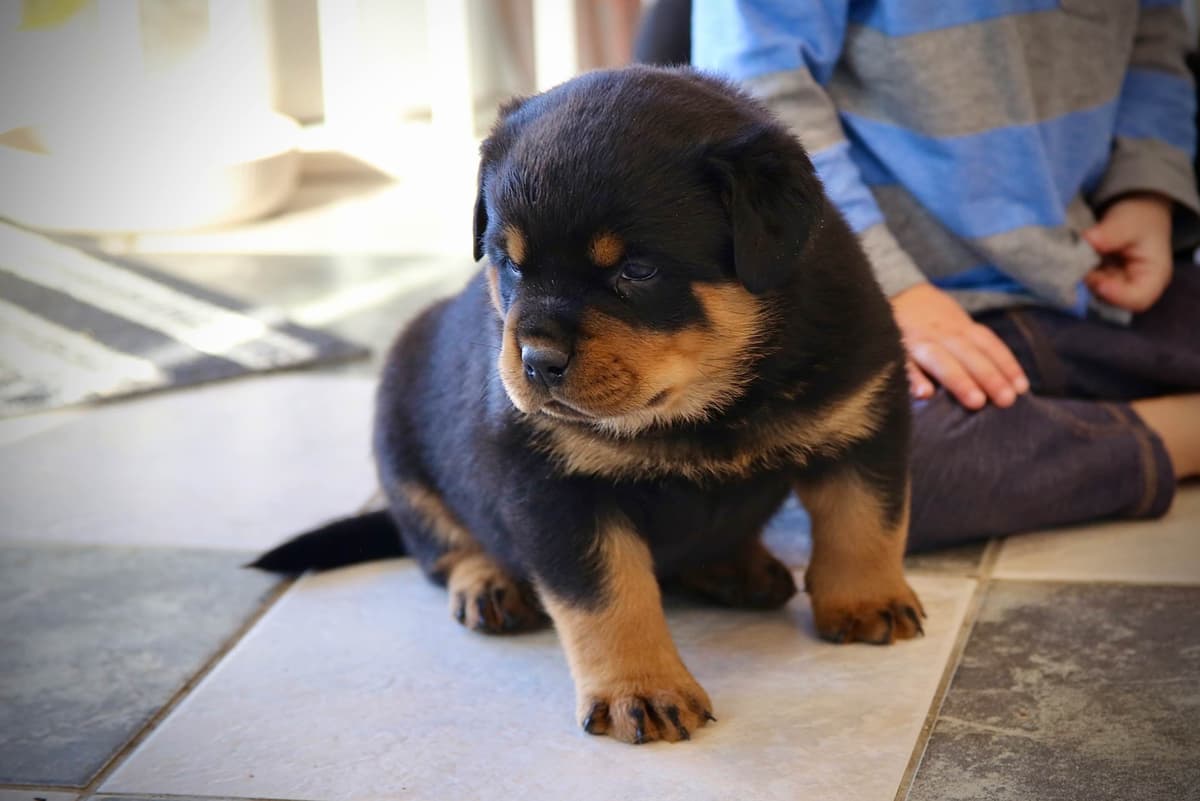 Rottweiler Puppies breeder image 8