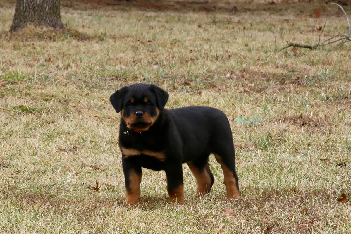 Rottweiler Puppies breeder image 10