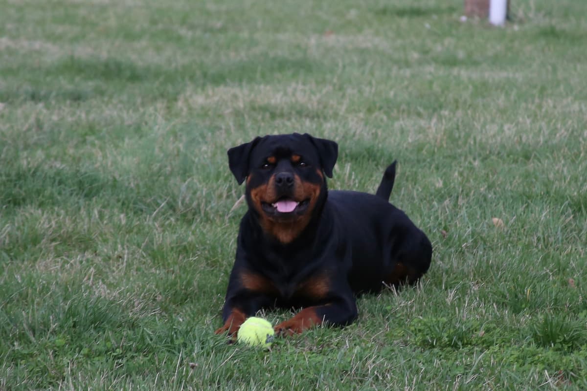 Rottweiler Puppies breeder image 13