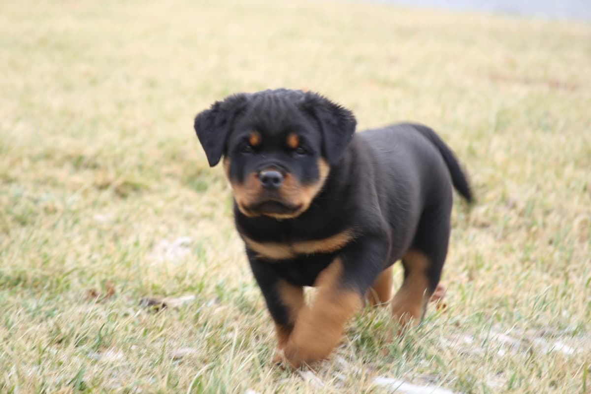 Rottweiler Puppies breeder image 3