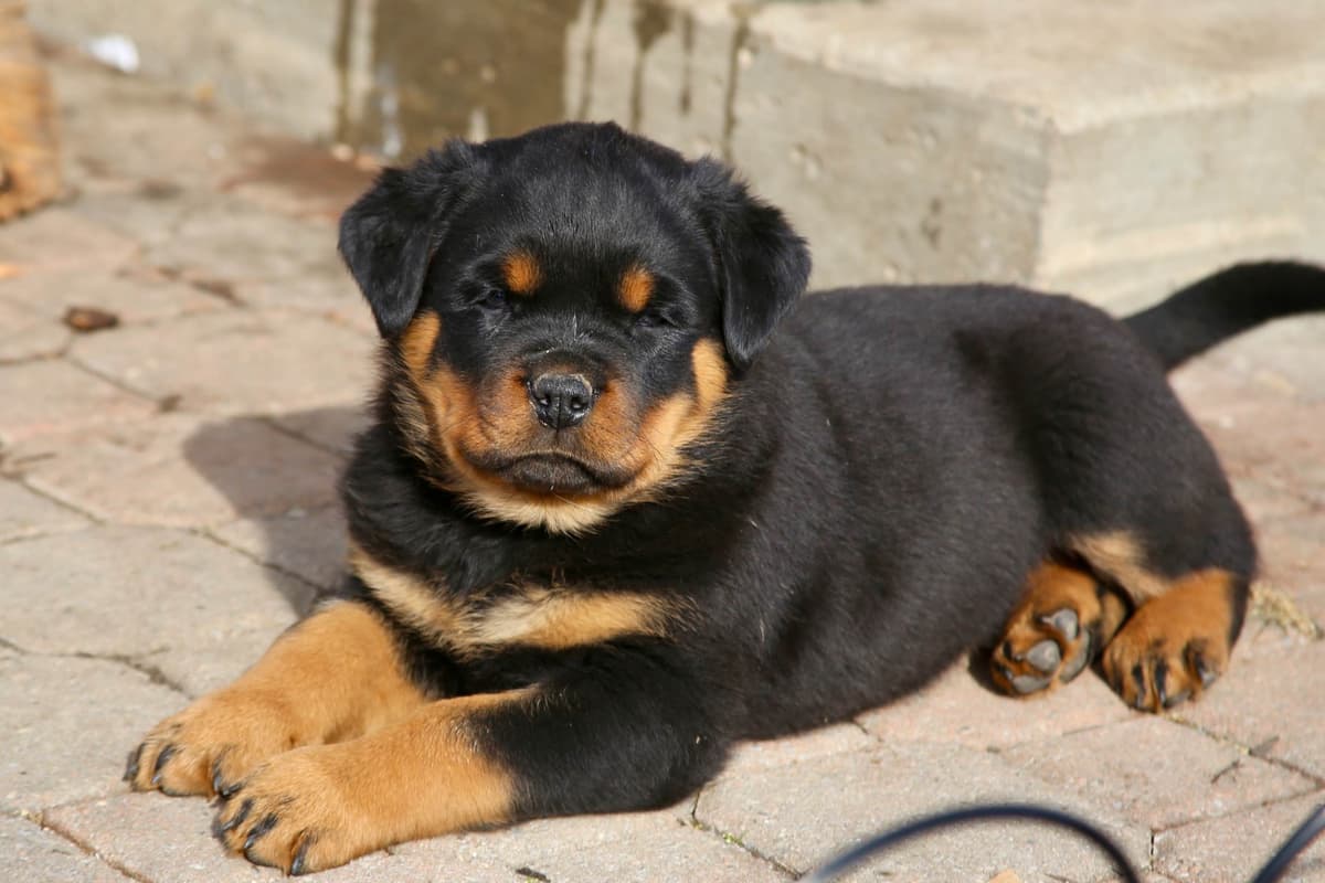 Rottweiler Puppies breeder image 11