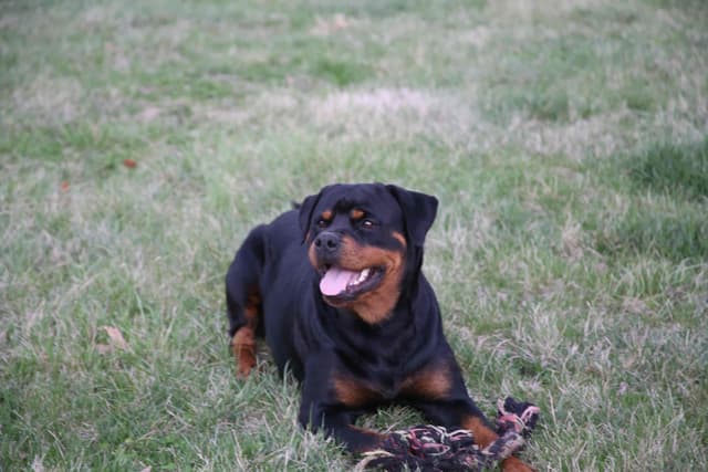 Rottweiler Puppies media 2