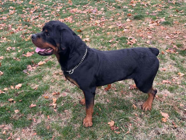 Rottweiler Puppies media 4