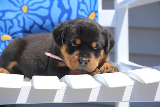 Rottweiler Puppies media 5