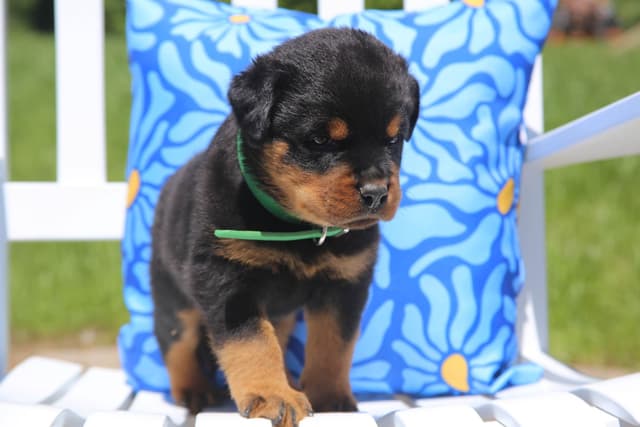 Rottweiler Puppies media 6