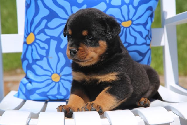 Rottweiler Puppies media 7