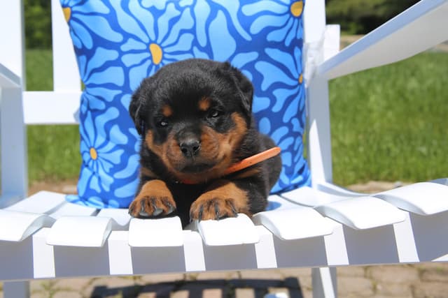 Rottweiler Puppies media 8