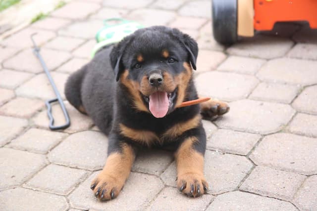 Rottweiler Puppies media 9