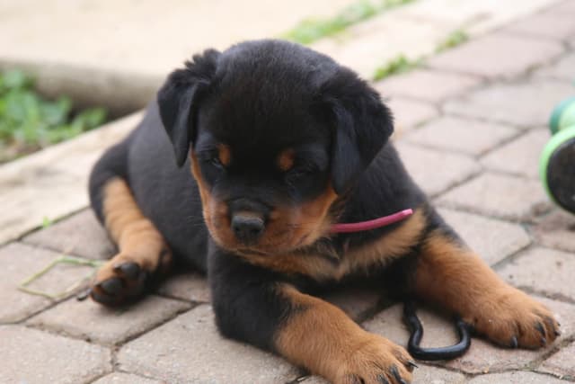 Rottweiler Puppies media 10