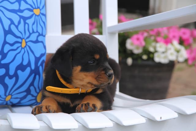 Rottweiler Puppies media 11