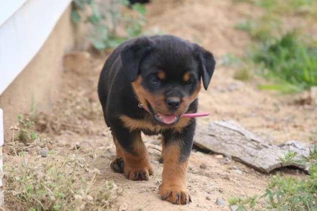 Rottweiler Puppies media 13