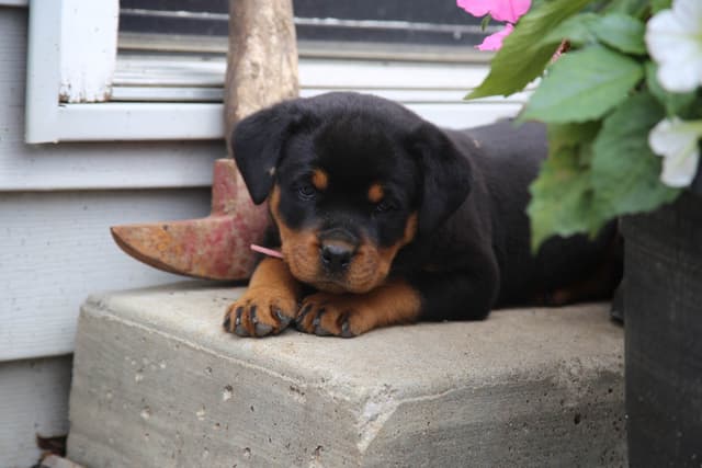 Rottweiler Puppies media 15