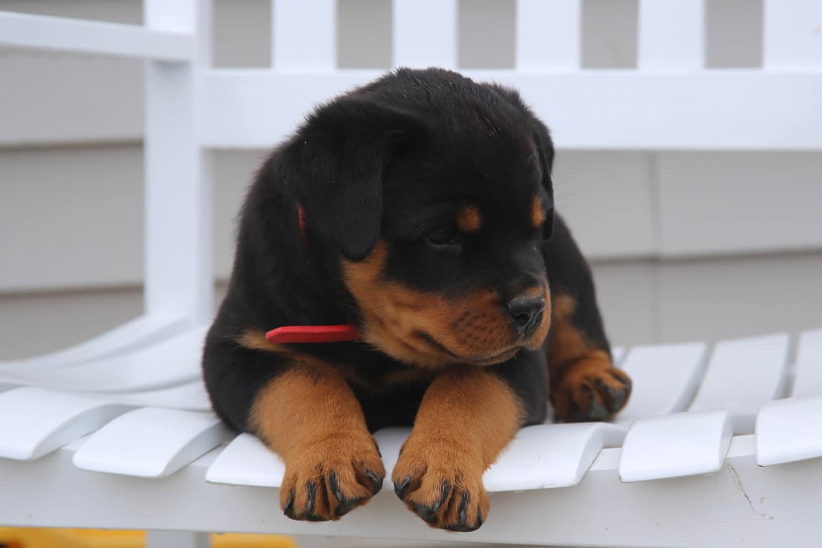 Rottweiler Puppies breeder image 1