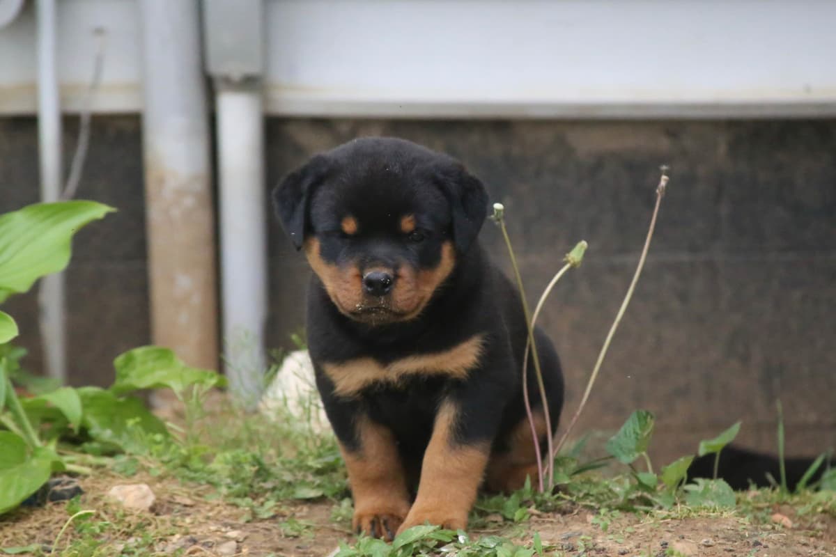 Rottweiler Puppies breeder image 5