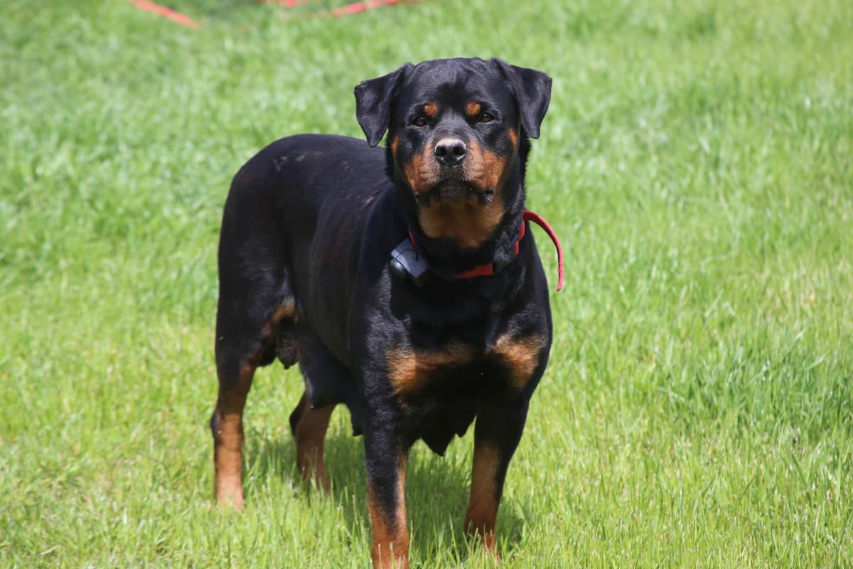 Rottweiler Puppies breeder image 15